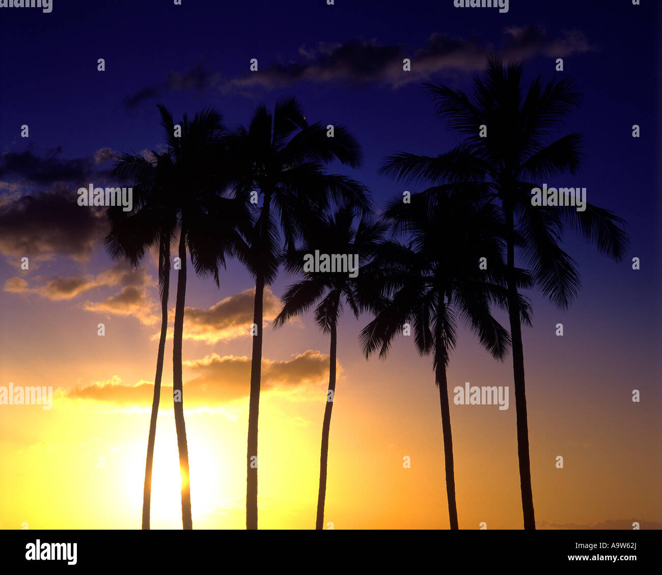 Tall palm trees sunset hi-res stock photography and images - Alamy