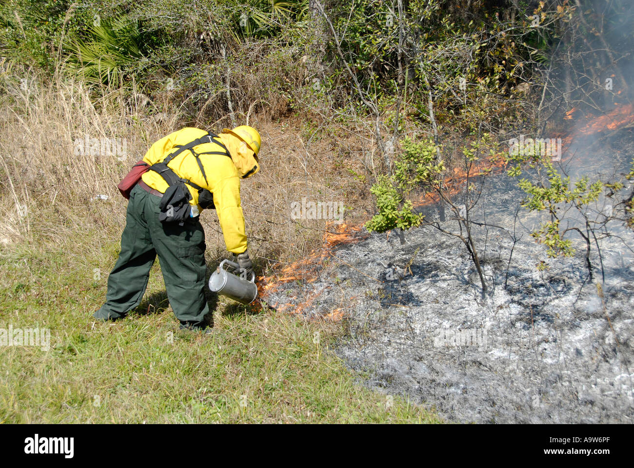 Firemen use a controlled burn technique to clear dead underbrush from