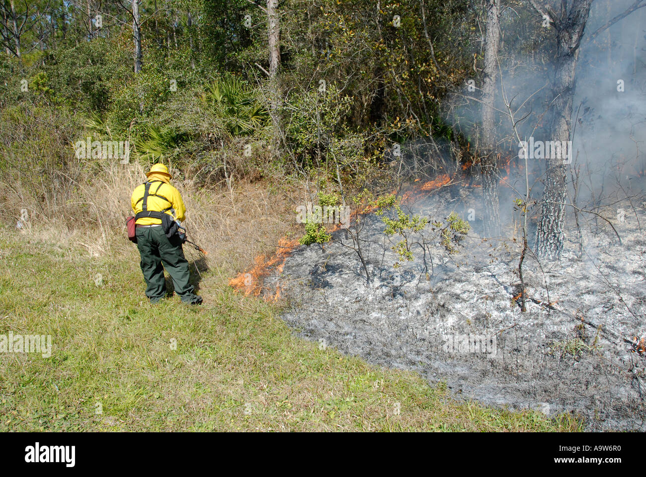 Firemen use a controlled burn technique to clear dead underbrush from