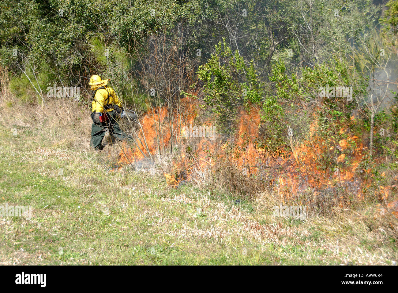 Firemen use a controlled burn technique to clear dead underbrush from