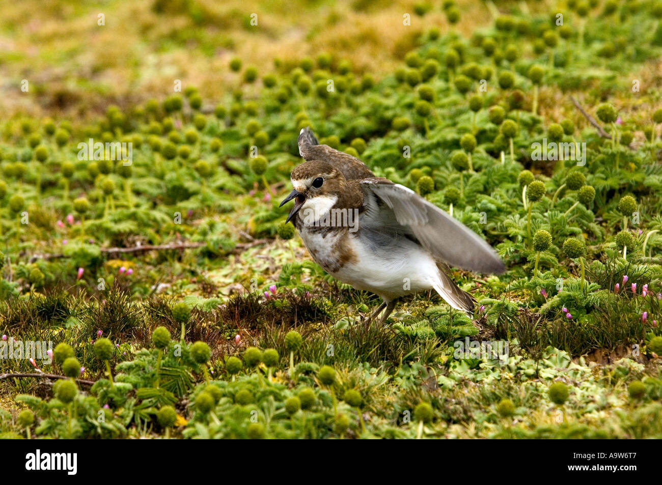 New Zealand Dotterel Enderby Island in the Auckland Islands New Zealand Stock Photo