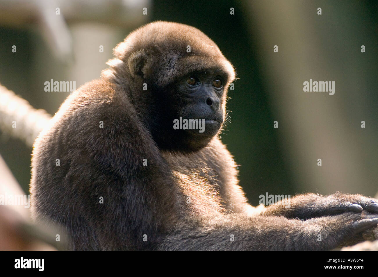 Humboldt s Woolly monkey Brazil Stock Photo