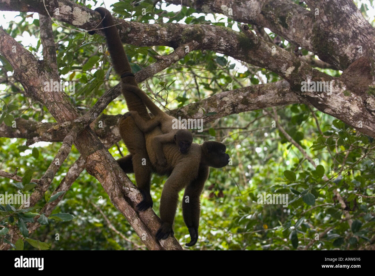 Humboldt s woolly monkey with baby Amazon state Brazil Stock Photo