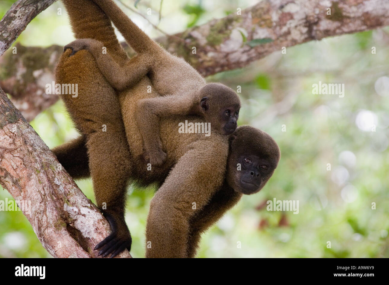 Humboldt s woolly monkey with baby Amazon state Brazil Stock Photo