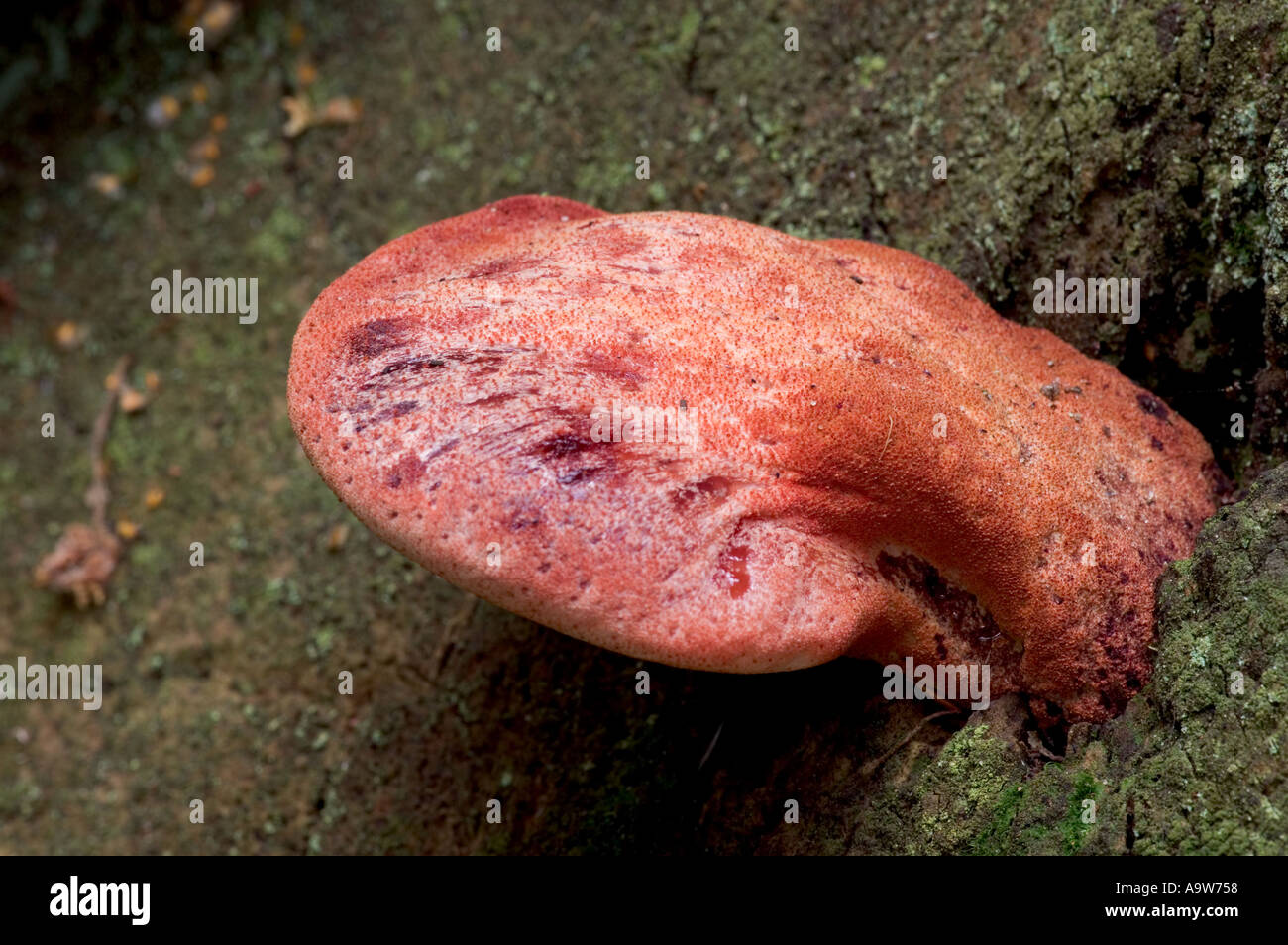 Beefsteak Fungi Fistulina hepatica growing on old tree sandy hills bedfordshire Stock Photo