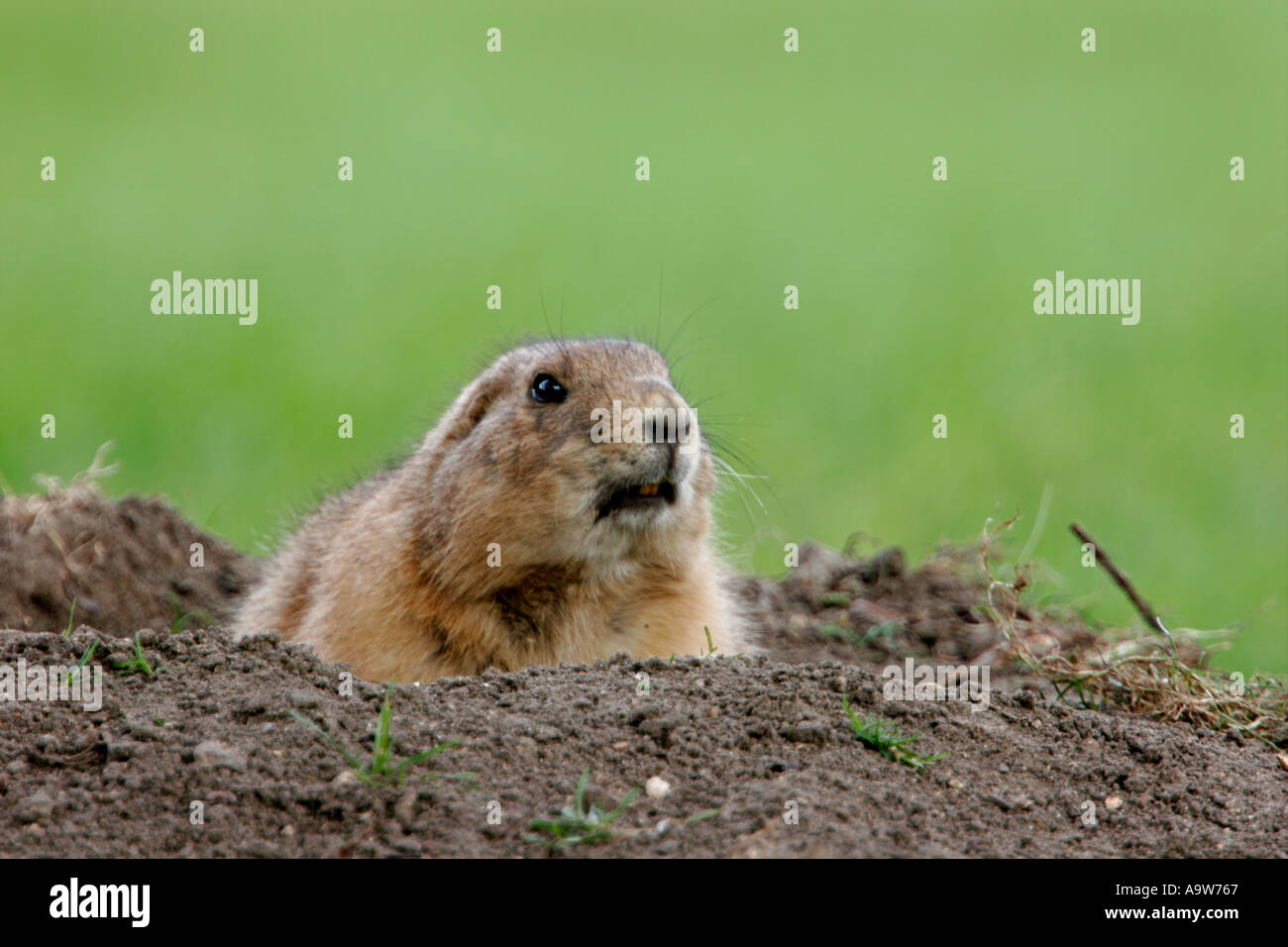 Prairie Dog Cynomys ludovicianus looking out of burrow Stock Photo