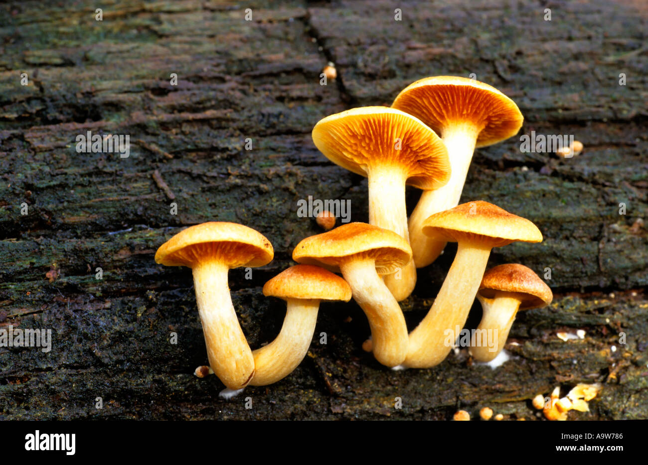 Honey Fungus Armillaria mellea growing on dead wood potton bedfordshire Stock Photo