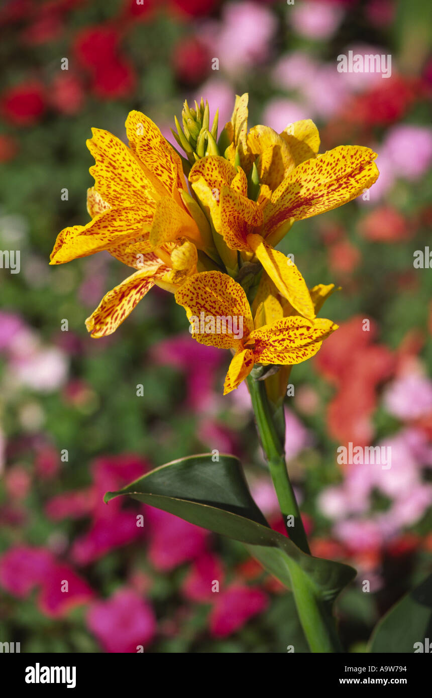 Canna Lily Flower Stock Photo