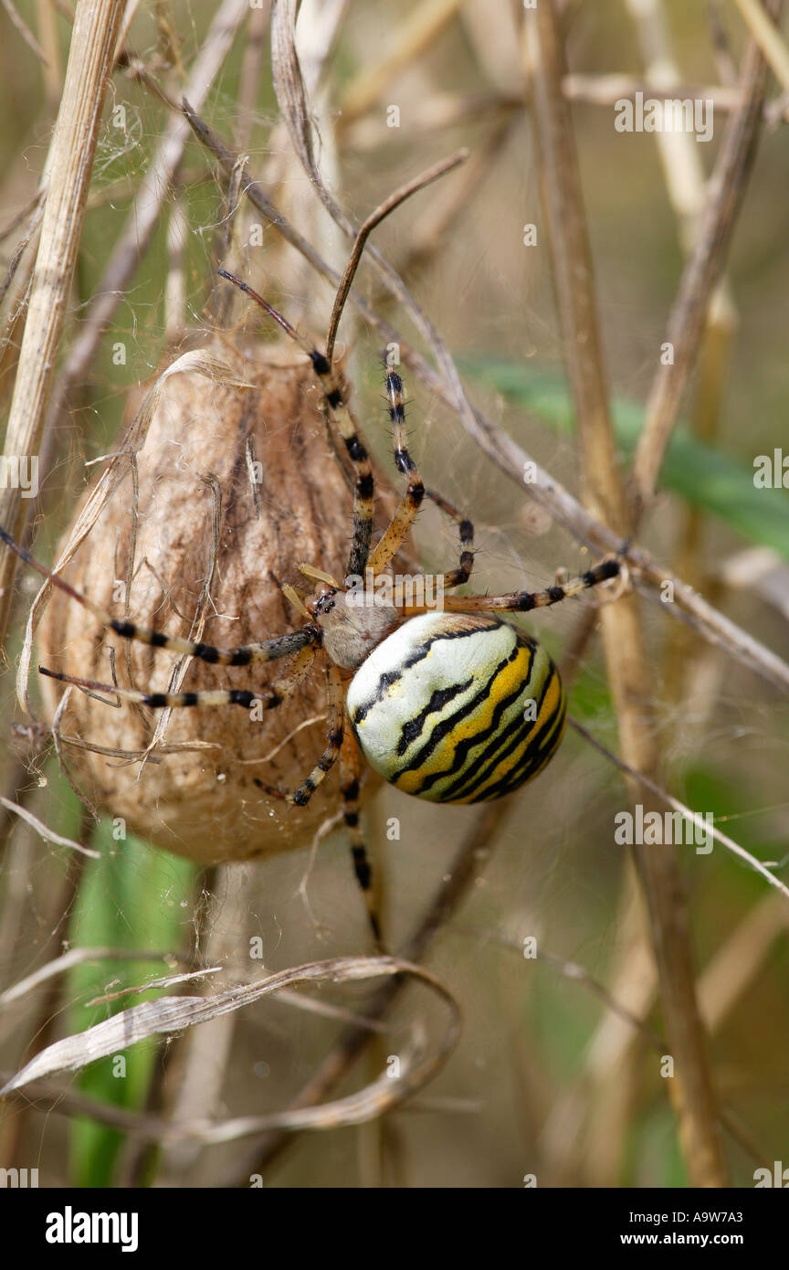 Wasp Spider Argiope Bruennichi With Egg Sack In Rough Grass Land wasp-spider-argiope-bruennichi-with-egg-sack-in-rough-grass-land