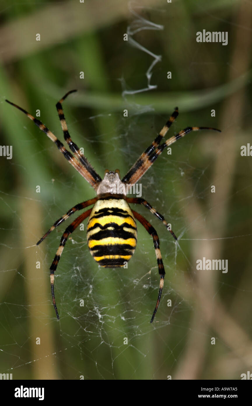 Wasp Spider Argiope bruennichi On Web showing the zig zag shape in centre of web bedfordshire Stock Photo