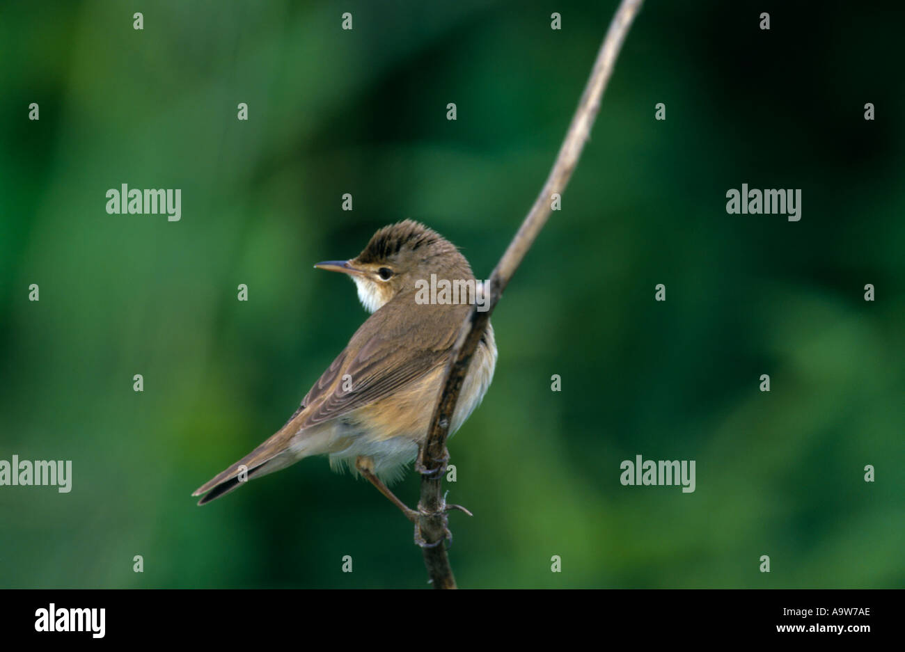 Reed warbler  (Acrocephalus scirpaceus) sitting on reed welney norfolk Stock Photo