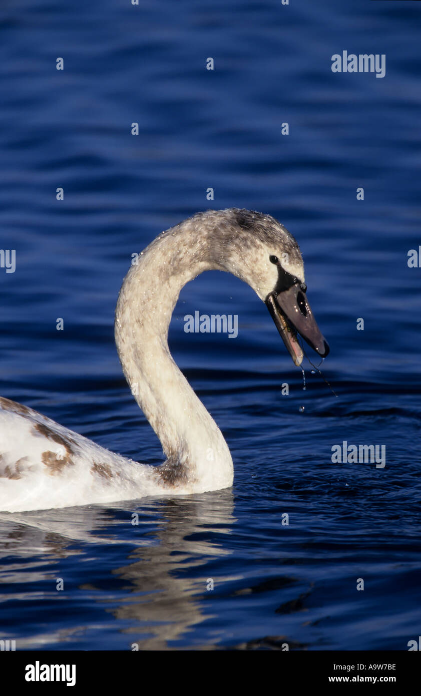 Juvenile Mute Swan Cygnus olor welney norfolk Stock Photo