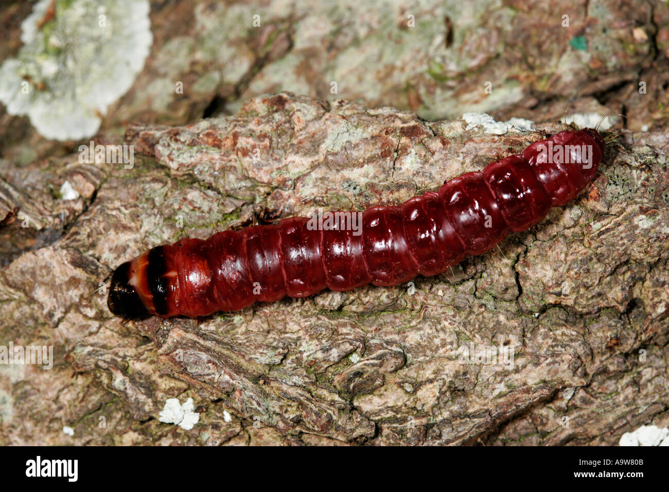 Goat Moth Cossus cossus Larvae on bark potton bedfordshire Stock Photo ...