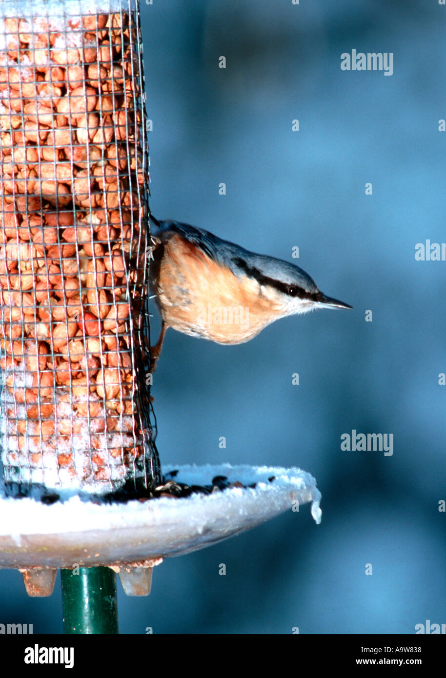 Nuthatch Sitta europaea Surrey UK Stock Photo