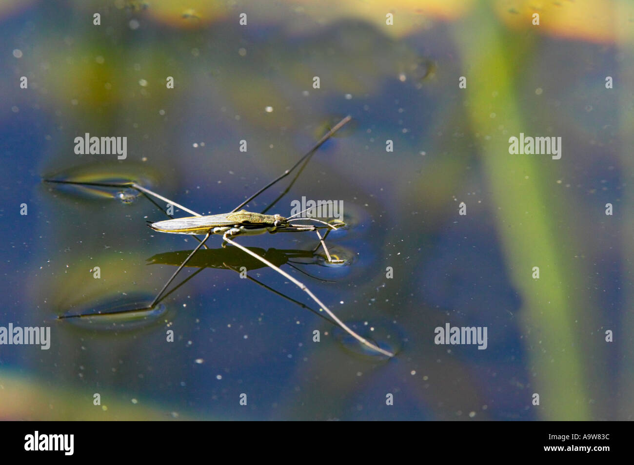 Water Strider Aquarius najas walking on water surface bromham