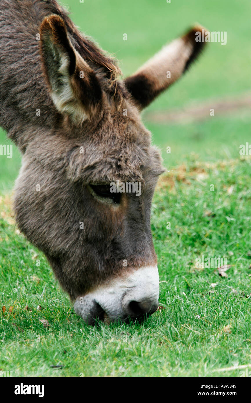 Donkey Equus asinus grazing Stock Photo
