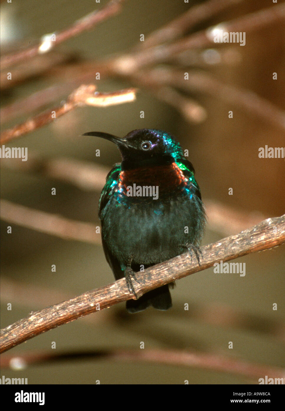 Splendid sunbird (Nectarinia coccinigaster) Stock Photo