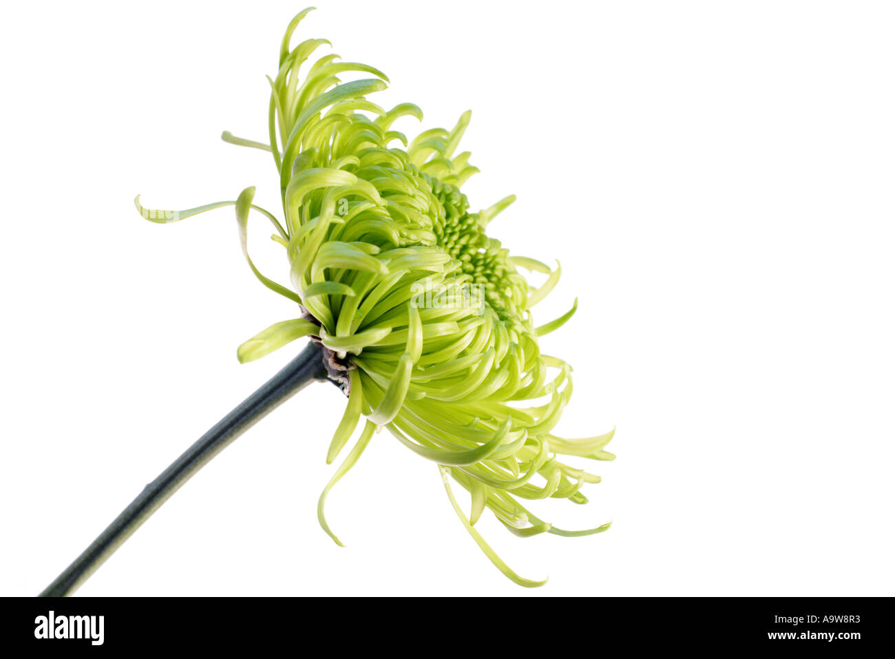 green shamrock chrysanthemum Stock Photo