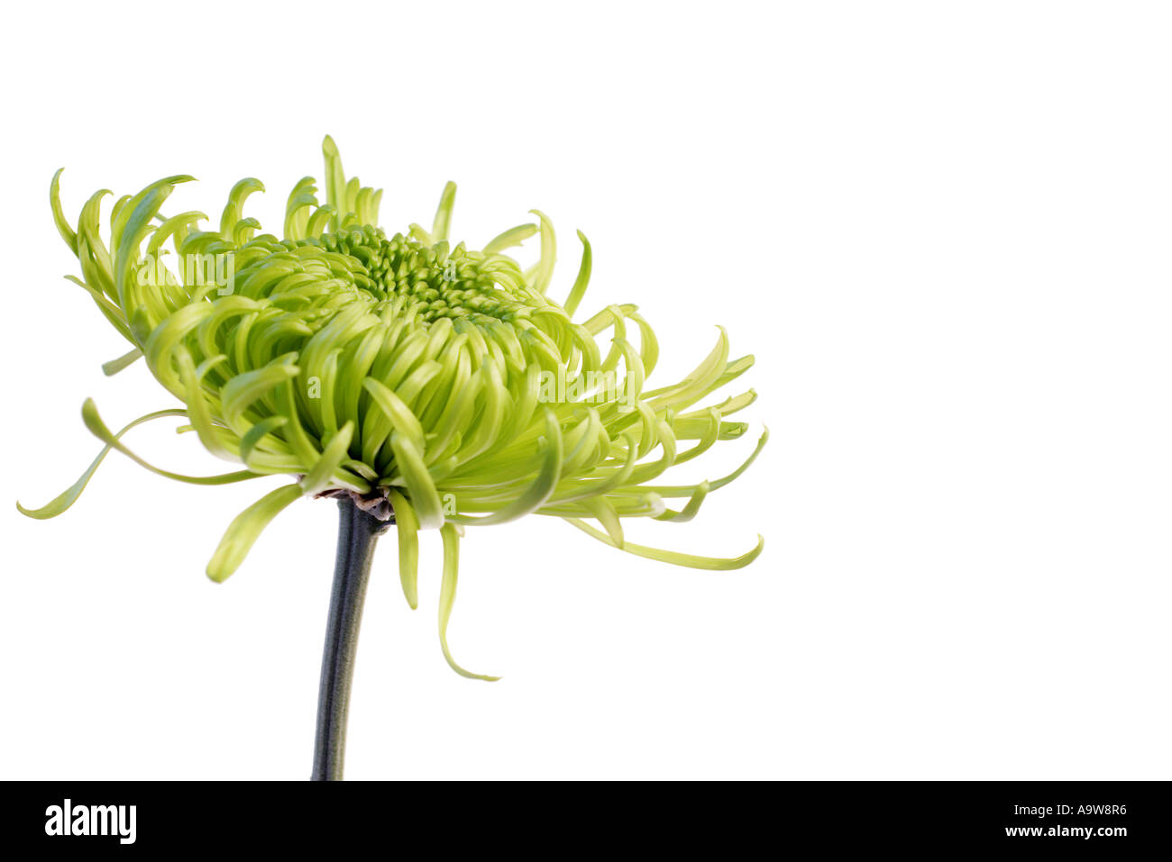 green shamrock chrysanthemum Stock Photo