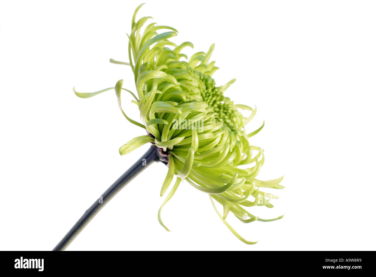 green shamrock chrysanthemum Stock Photo