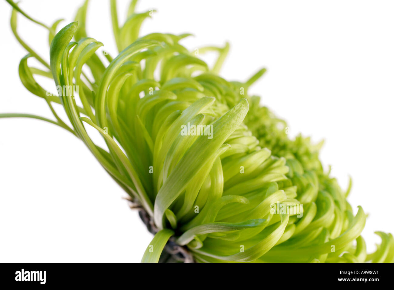 green shamrock chrysanthemum Stock Photo