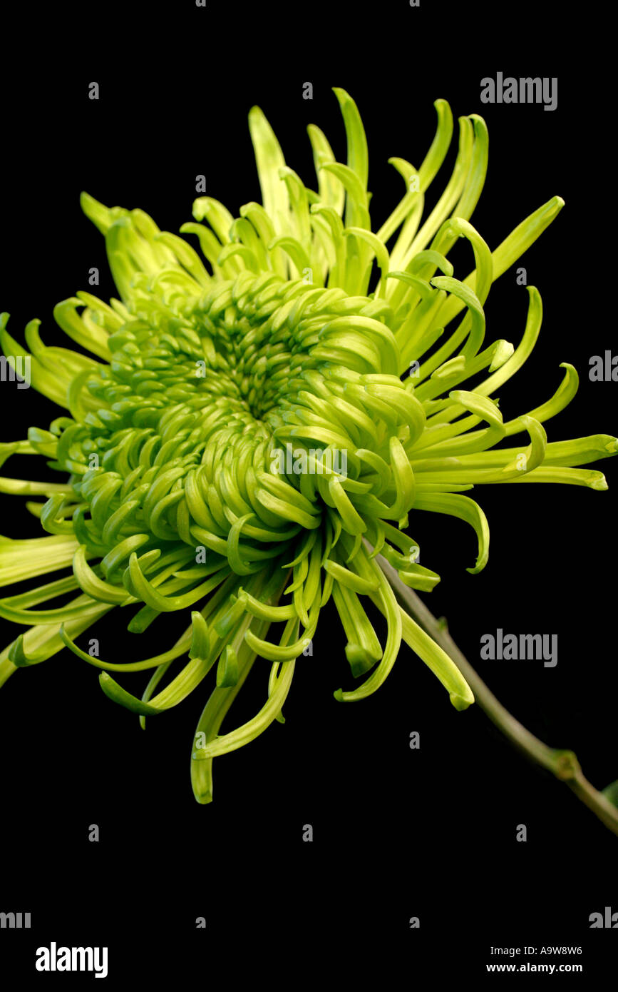 green shamrock chrysanthemum Stock Photo