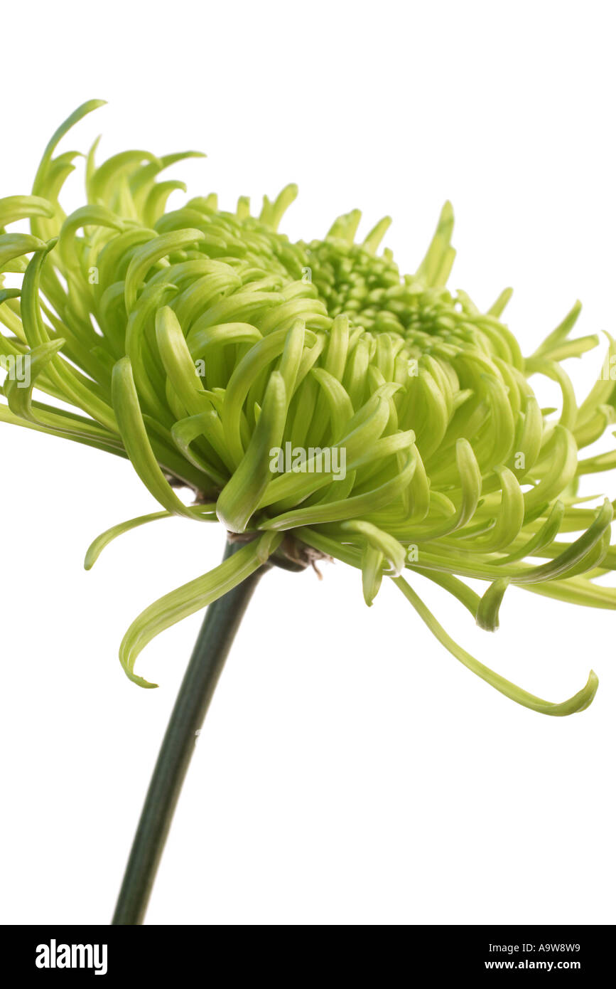 green shamrock, chrysanthemum Stock Photo