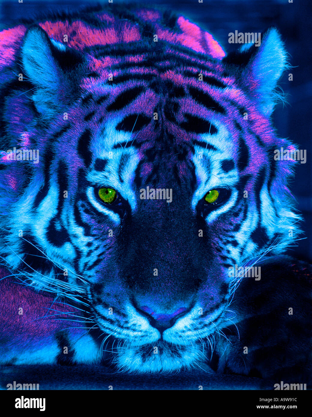 Bengal tiger abstracted Stock Photo - Alamy