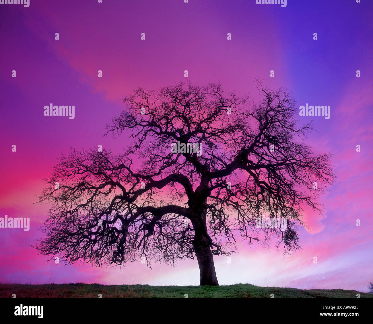 LIVE OAK CALIFORNIA TREE visual data 7