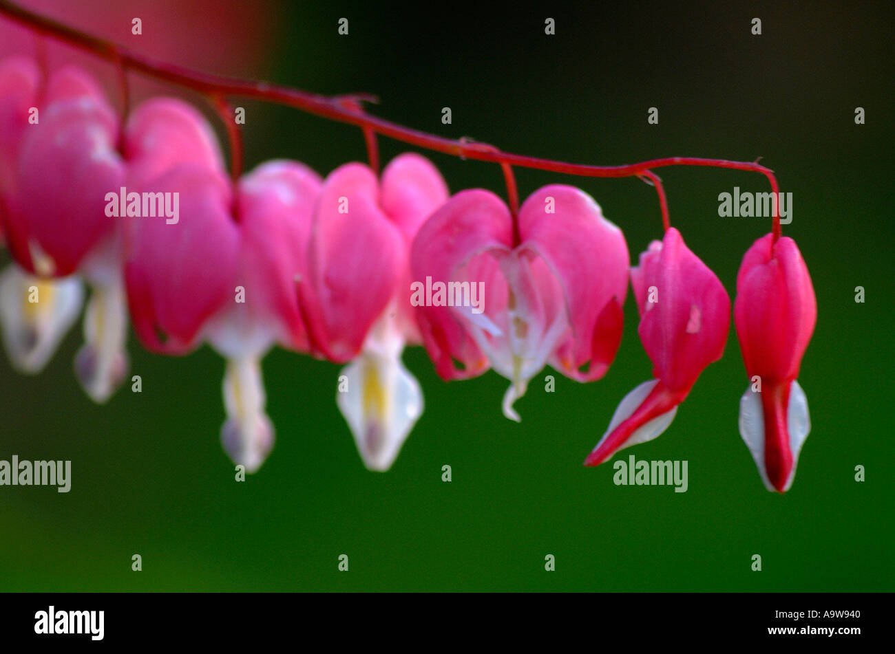 bleeding heart flower taken in england Stock Photo