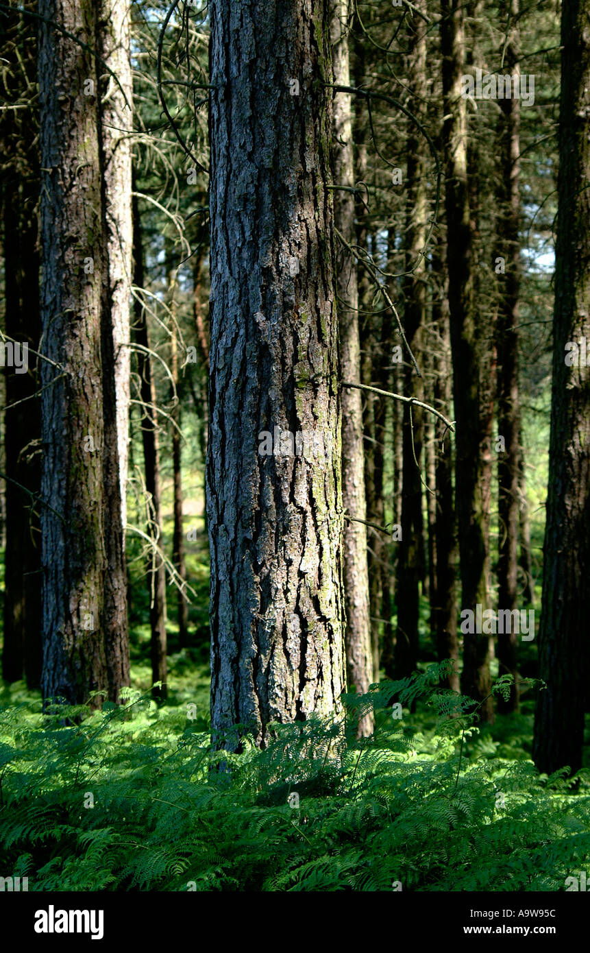 TREES0109 Stock Photo