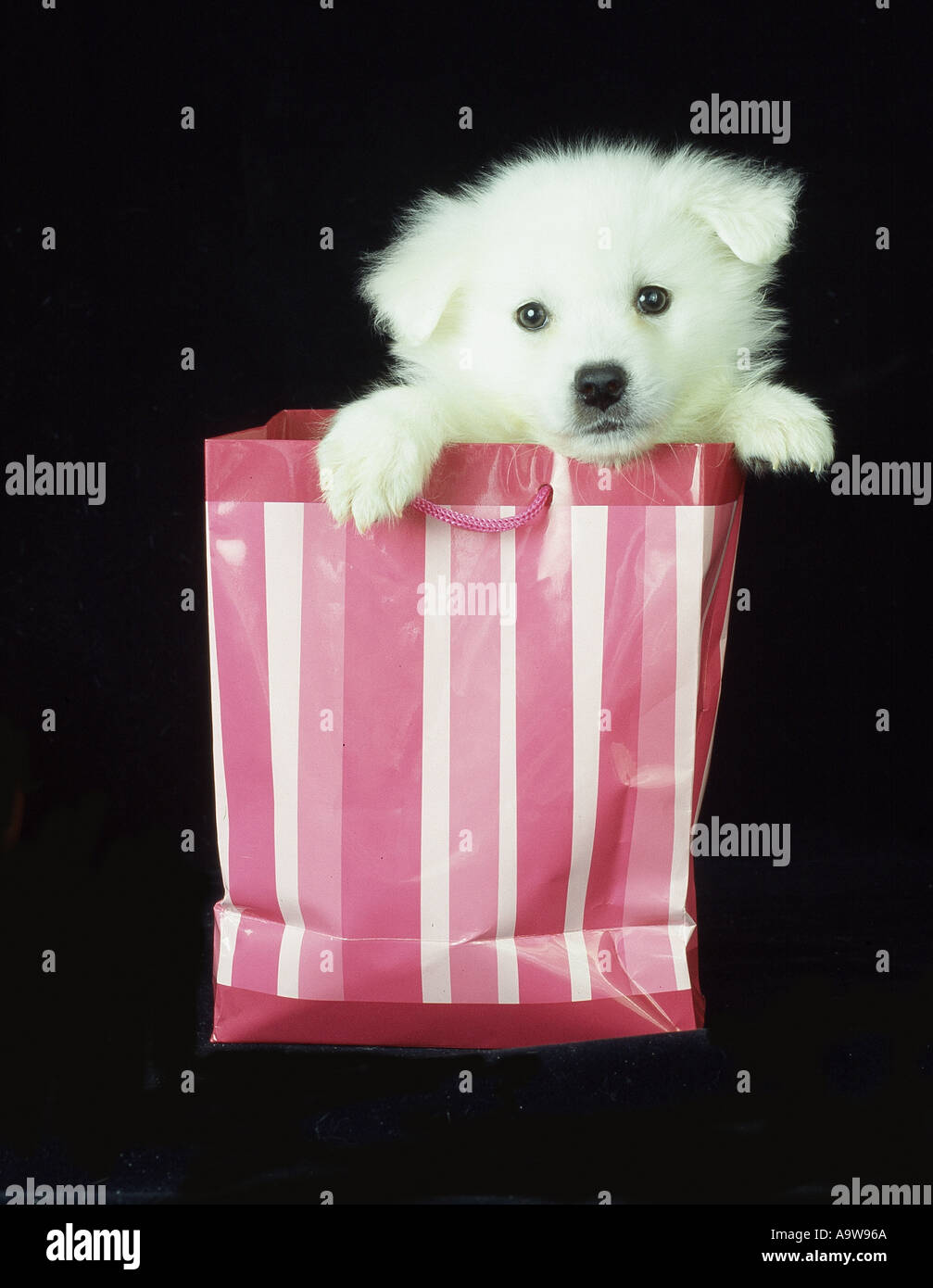 American Eskimo puppy Stock Photo