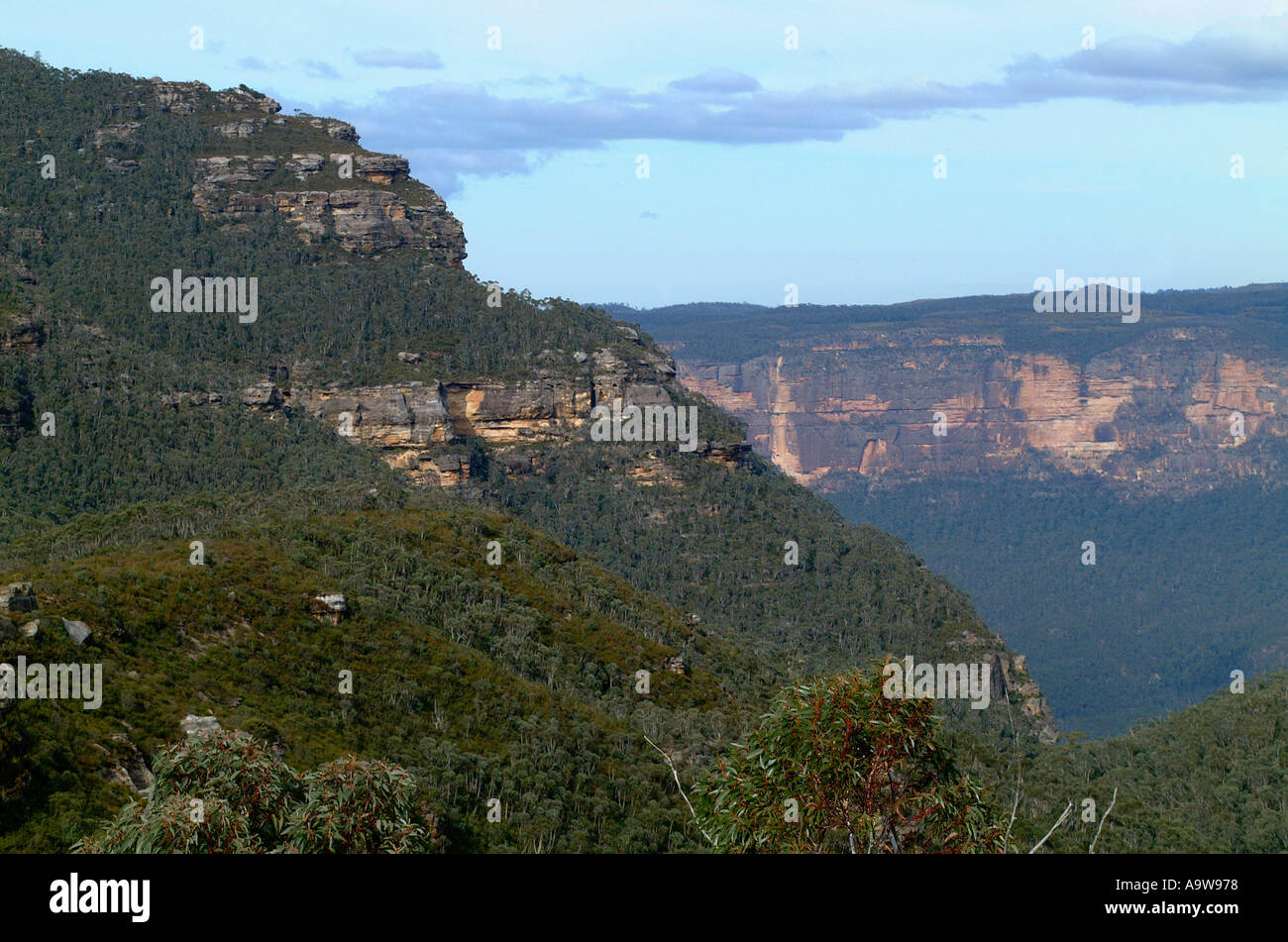 Scenic Blue mountains with tree and brush in foreground Stock Photo