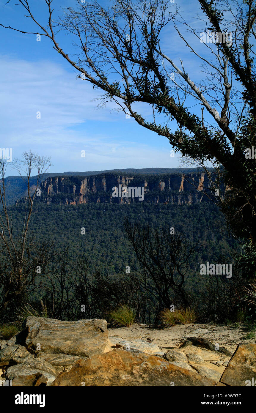 Scenic Blue mountains with tree and brush in foreground Stock Photo