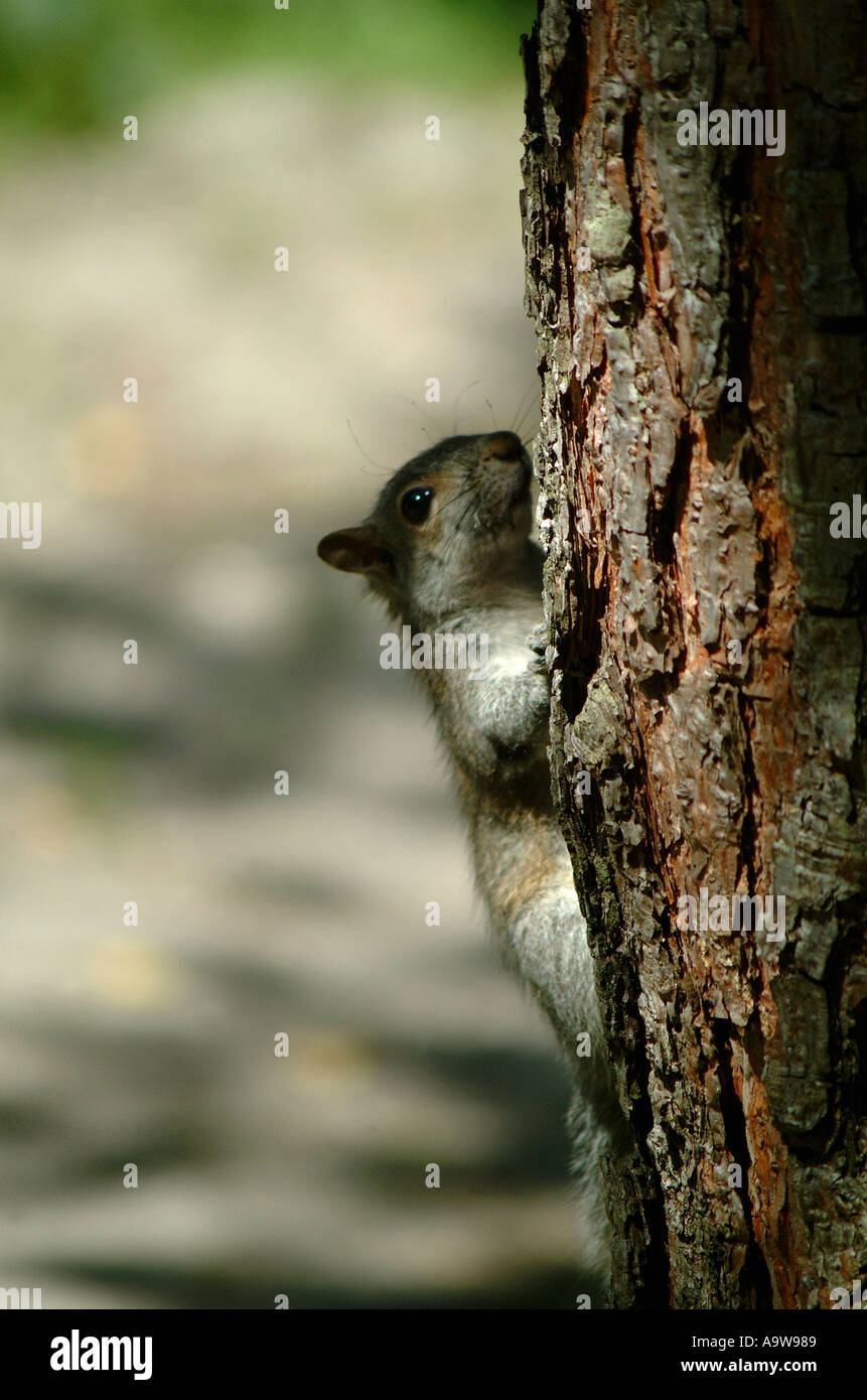 SQUIRREL on tree Stock Photo