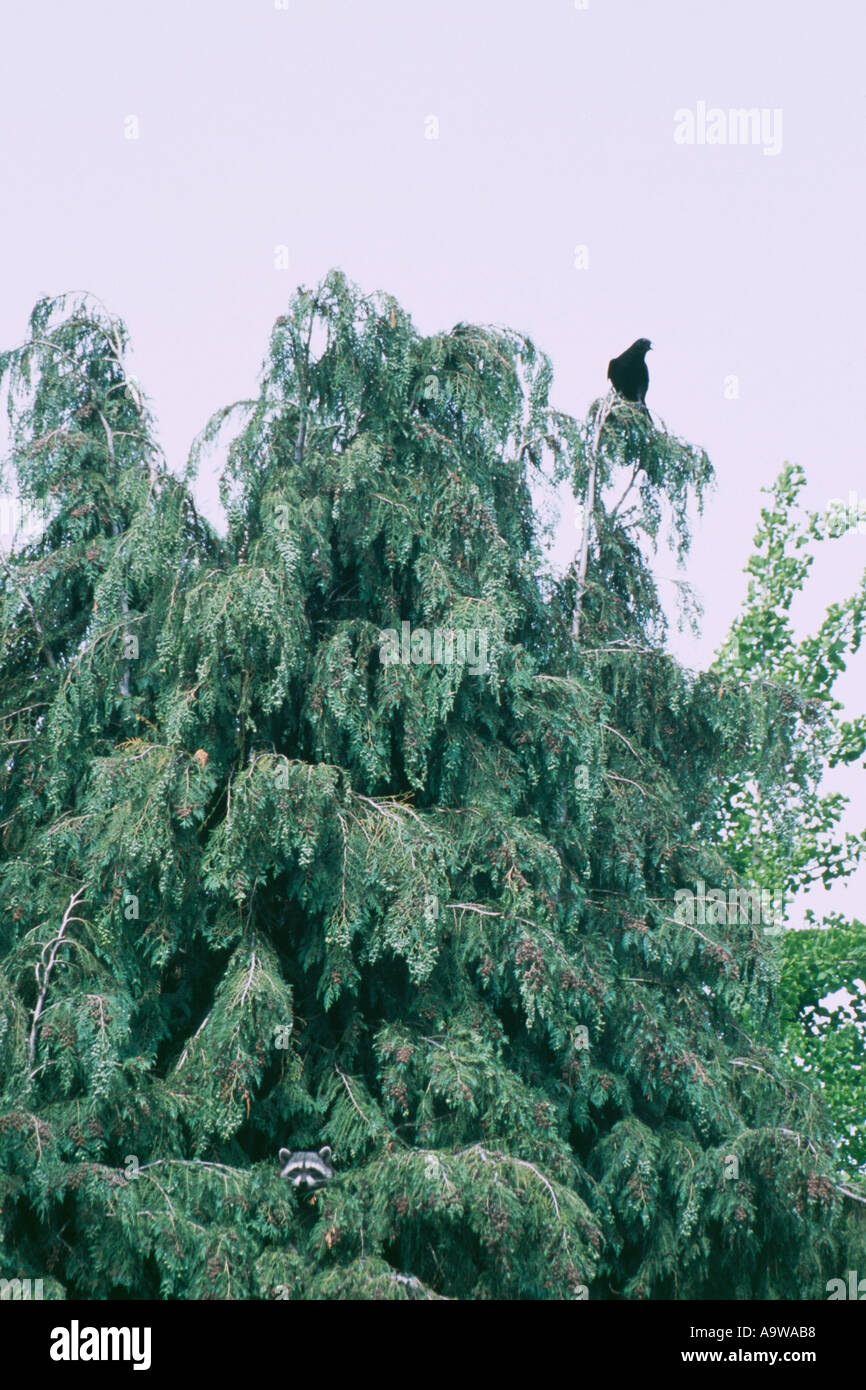 raccoon preying on crows nest Stock Photo