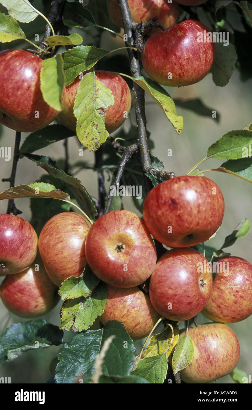 Kingston black apples hi-res stock photography and images - Alamy