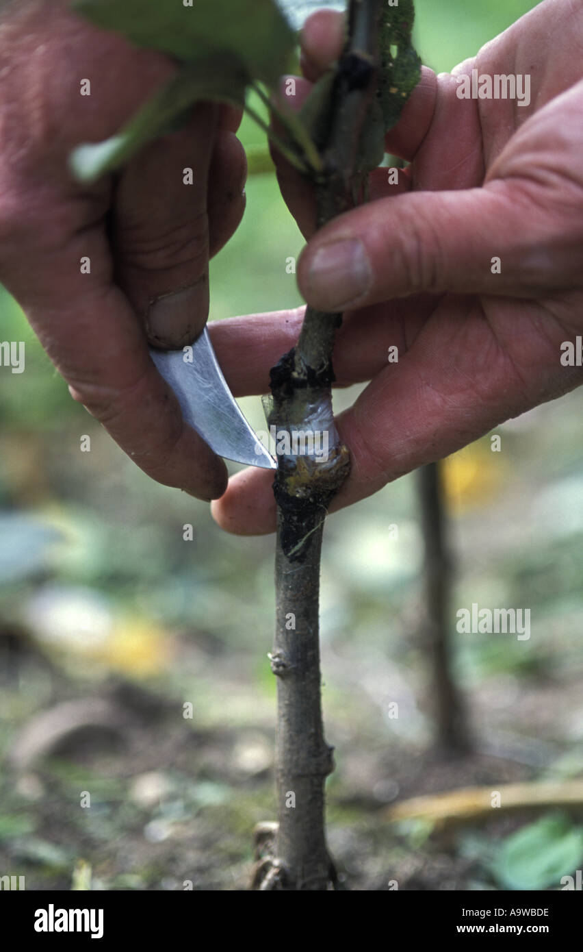 Nick Houston grafts a rare variety of apple onto a crab apple root