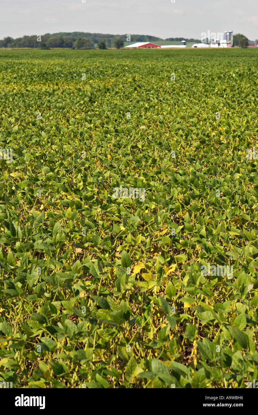 FARMING Kenosha County Wisconsin Soybean field in early fall yellowing leaves on plants red barn
