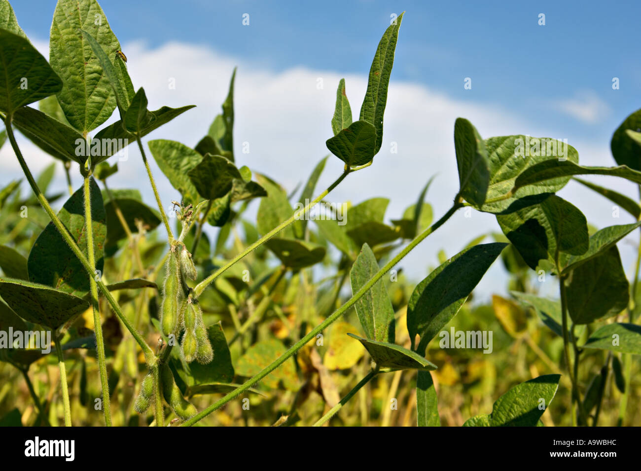 FARMING Kenosha County Wisconsin Soybean field in early fall yellowing leaves on plants close up