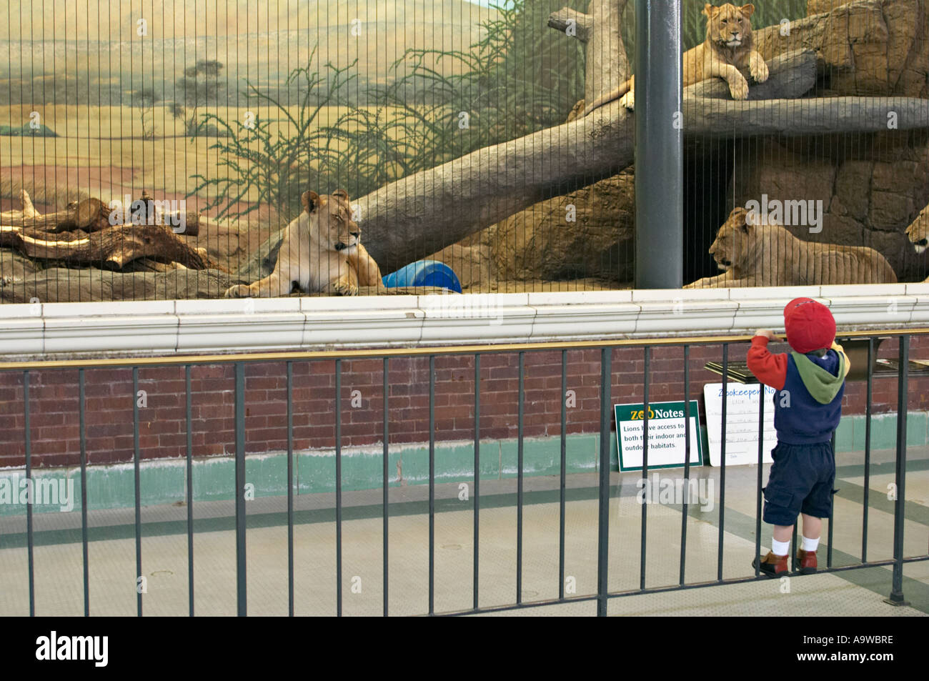 ZOOS Chicago Illinois Young boy stand on railing and view lions in Kovler Lion House Lincoln Park Zoo Stock Photo