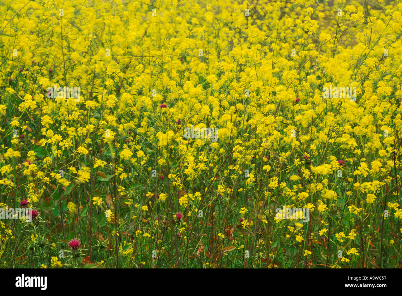 California, Benicia, Mustard flowers Stock Photo Alamy