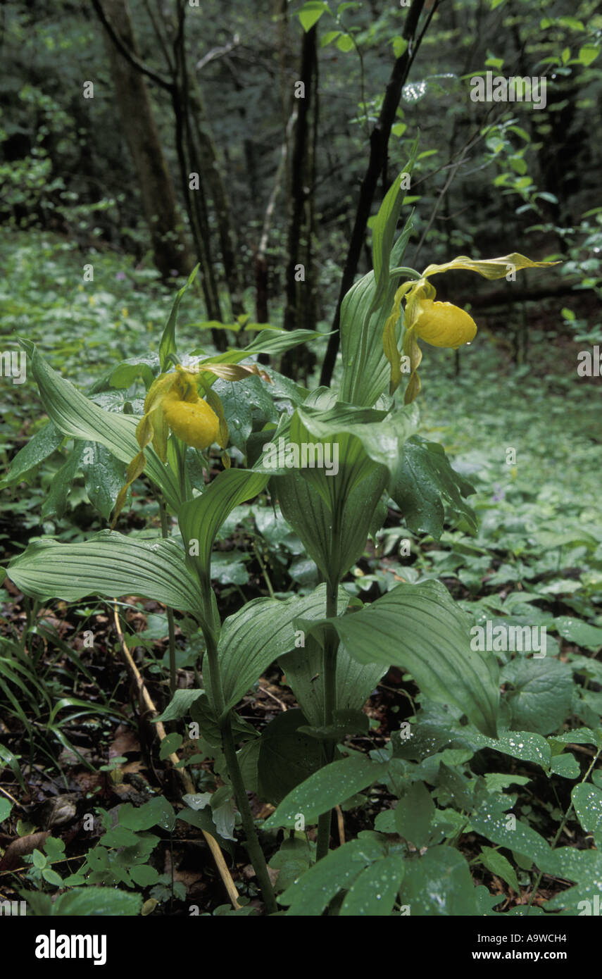 Yellow lady slipper orchids, showing their environment Stock Photo