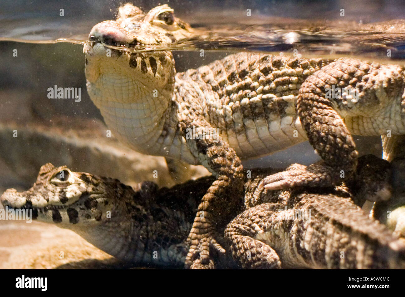 Two baby crocodiles Stock Photo