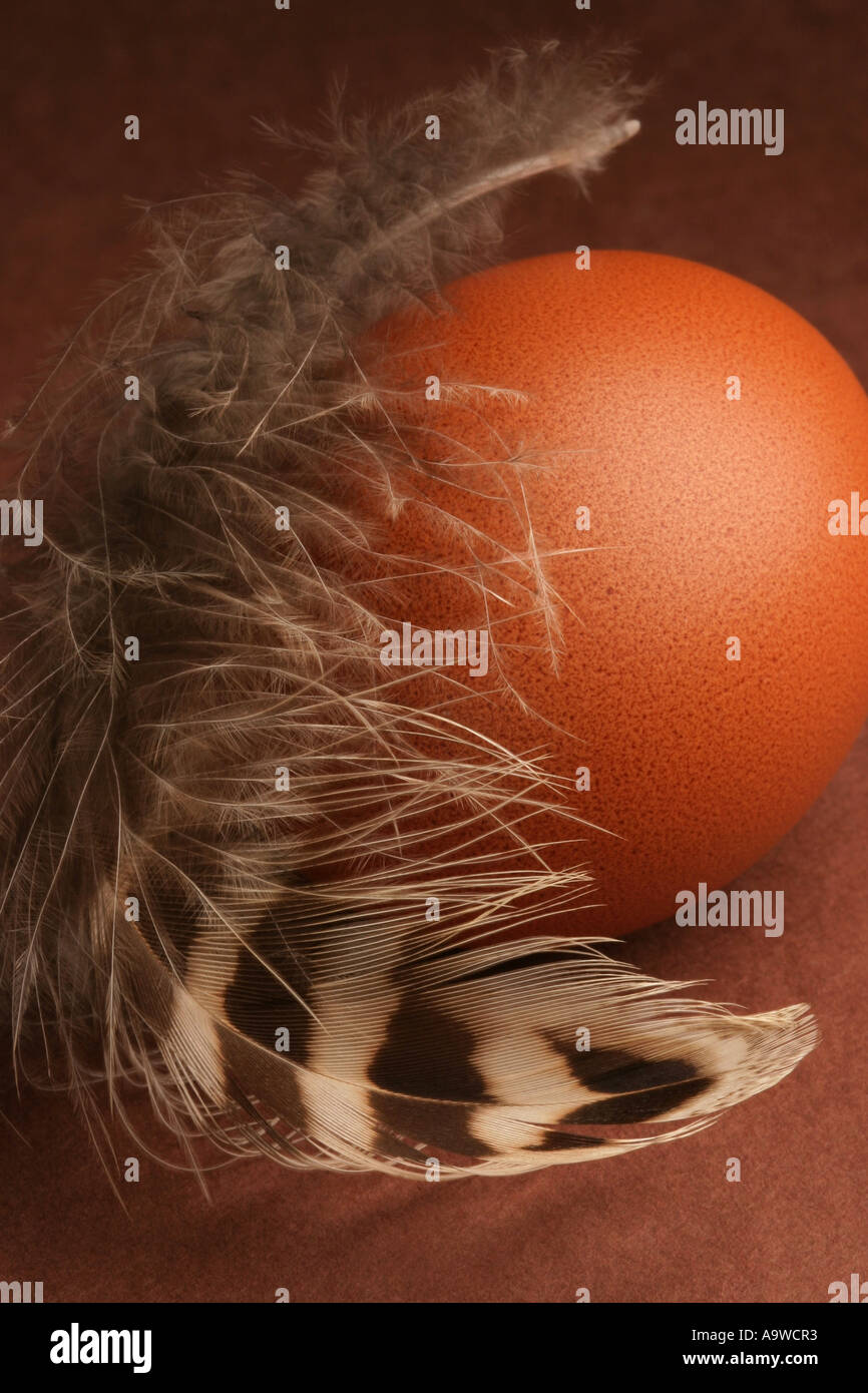 One Brown Hens Egg and a Feather Stock Photo