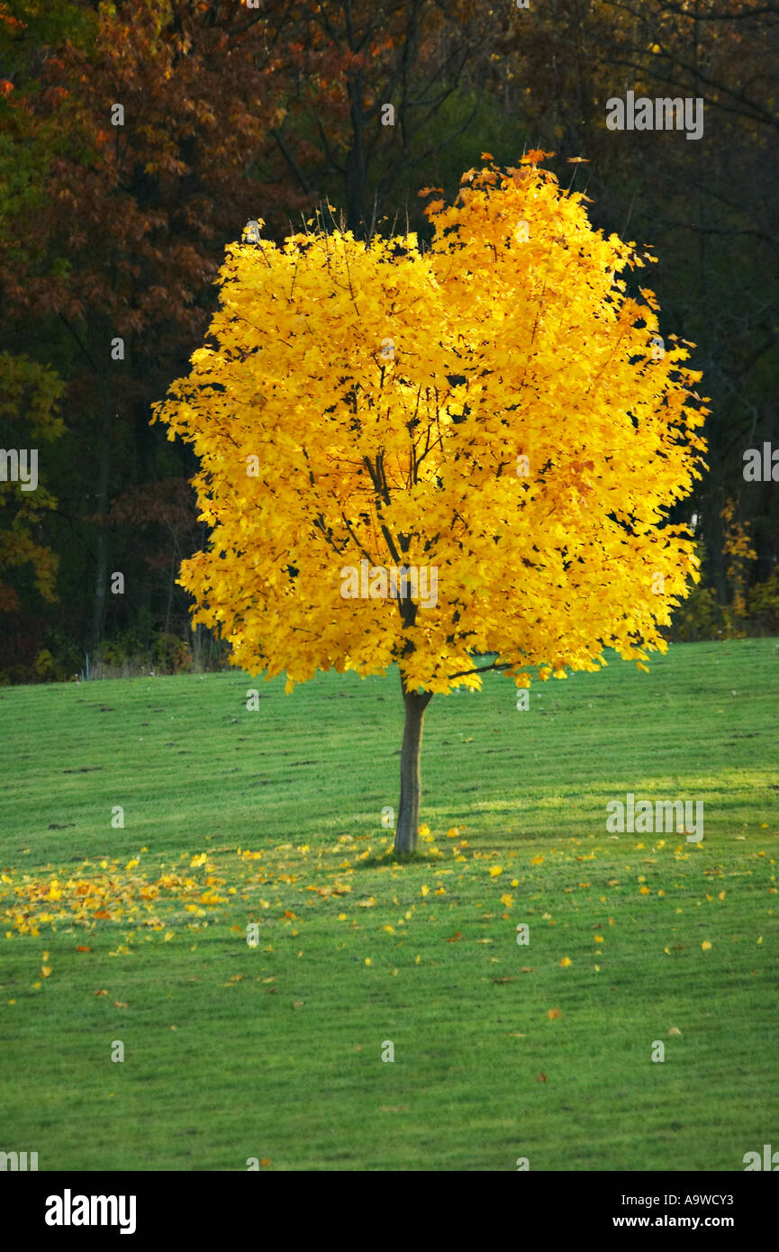 WISCONSIN Kenosha County Single small maple tree with bright yellow leaves some on grass around trunk of tree Stock Photo