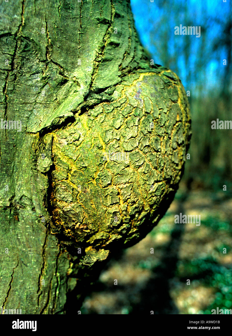 olde knurled tree in english woods Stock Photo Alamy