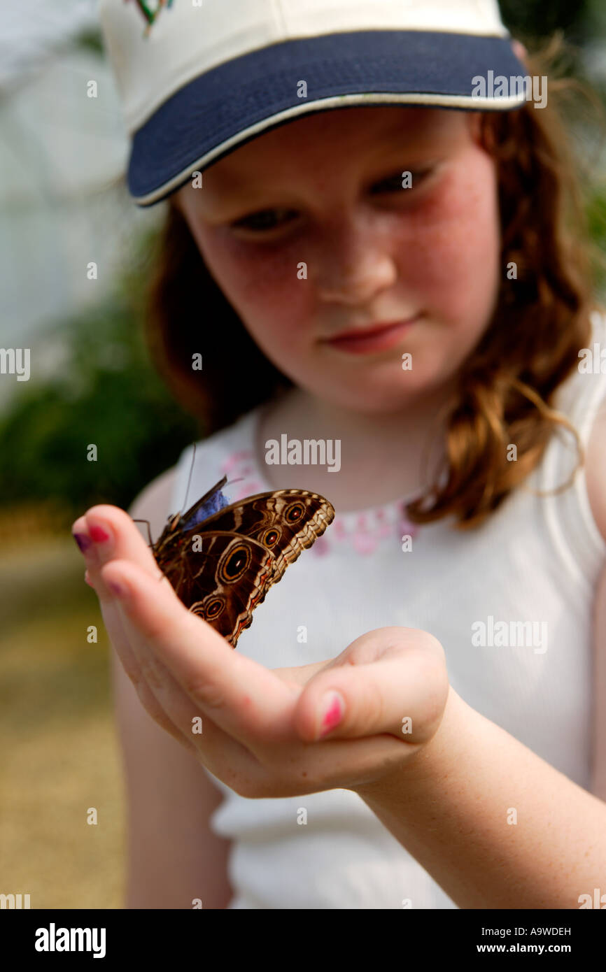 Butterfly symonds yat wye valley hires stock photography and images