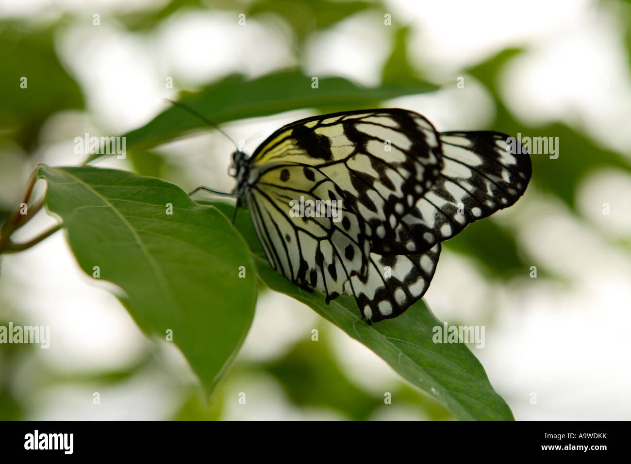 Butterfly symonds yat wye valley hires stock photography and images