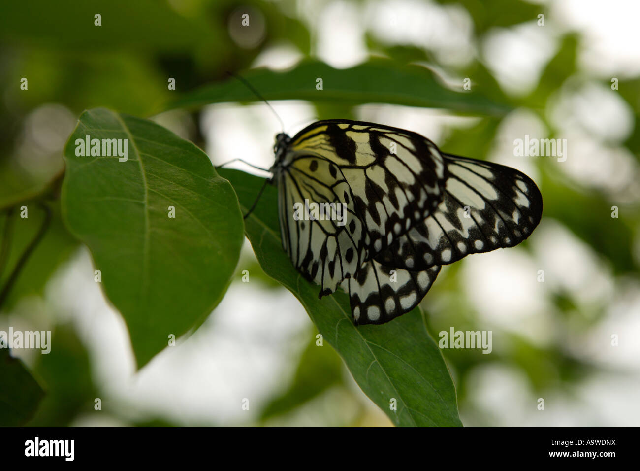 Big butterfly on leaf, Symonds Yat, Wye Valley, England Stock Photo Alamy